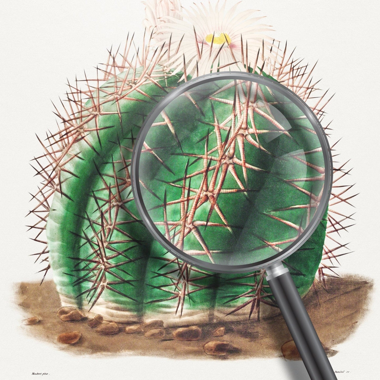 Turk's Head Cactus