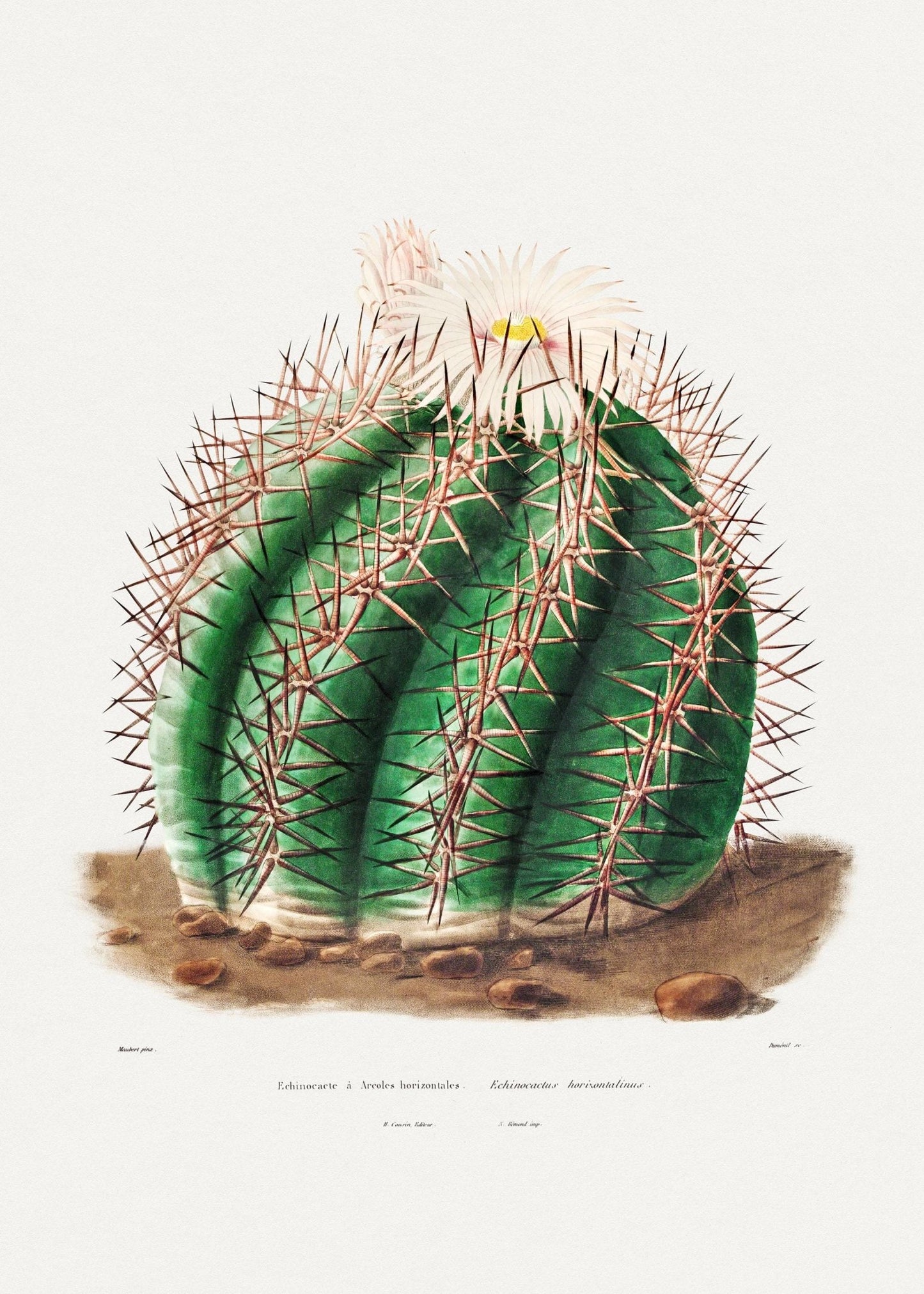 Turk's Head Cactus