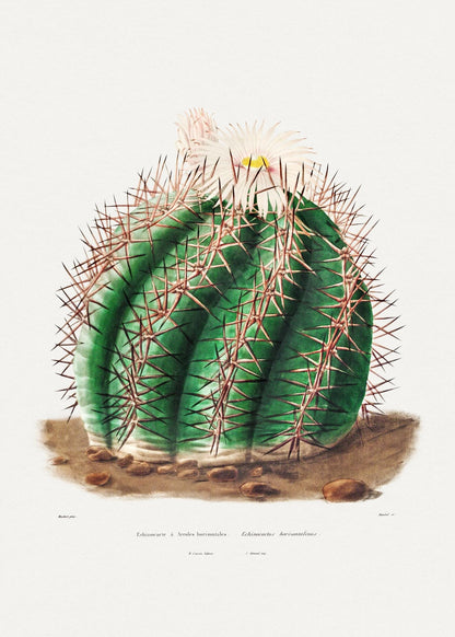 Turk's Head Cactus