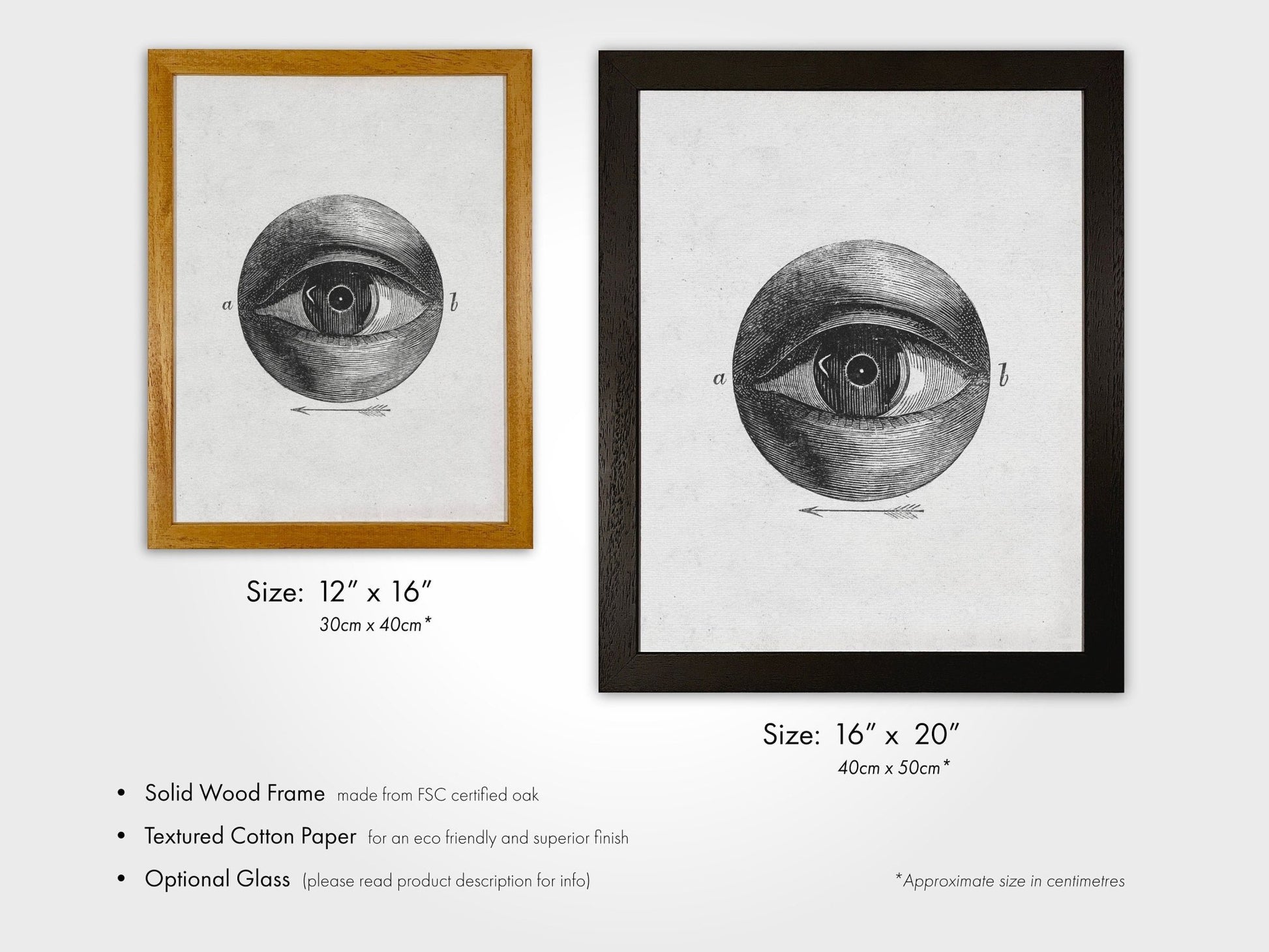 Vintage Eye Diagram (Anatomical Lithograph) - Pathos Studio - Posters, Prints, & Visual Artwork