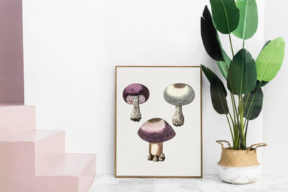 Violet Webcap Mushroom (Vintage Illustration from 'Medical Botany')