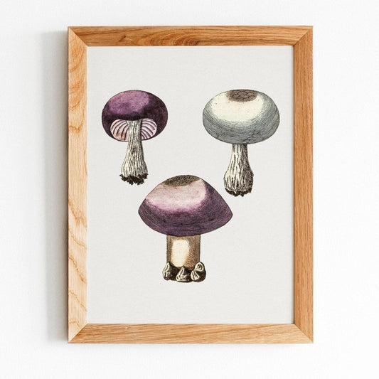 Violetter Webcap-Pilz (Vintage-Illustration aus „Medical Botany“)