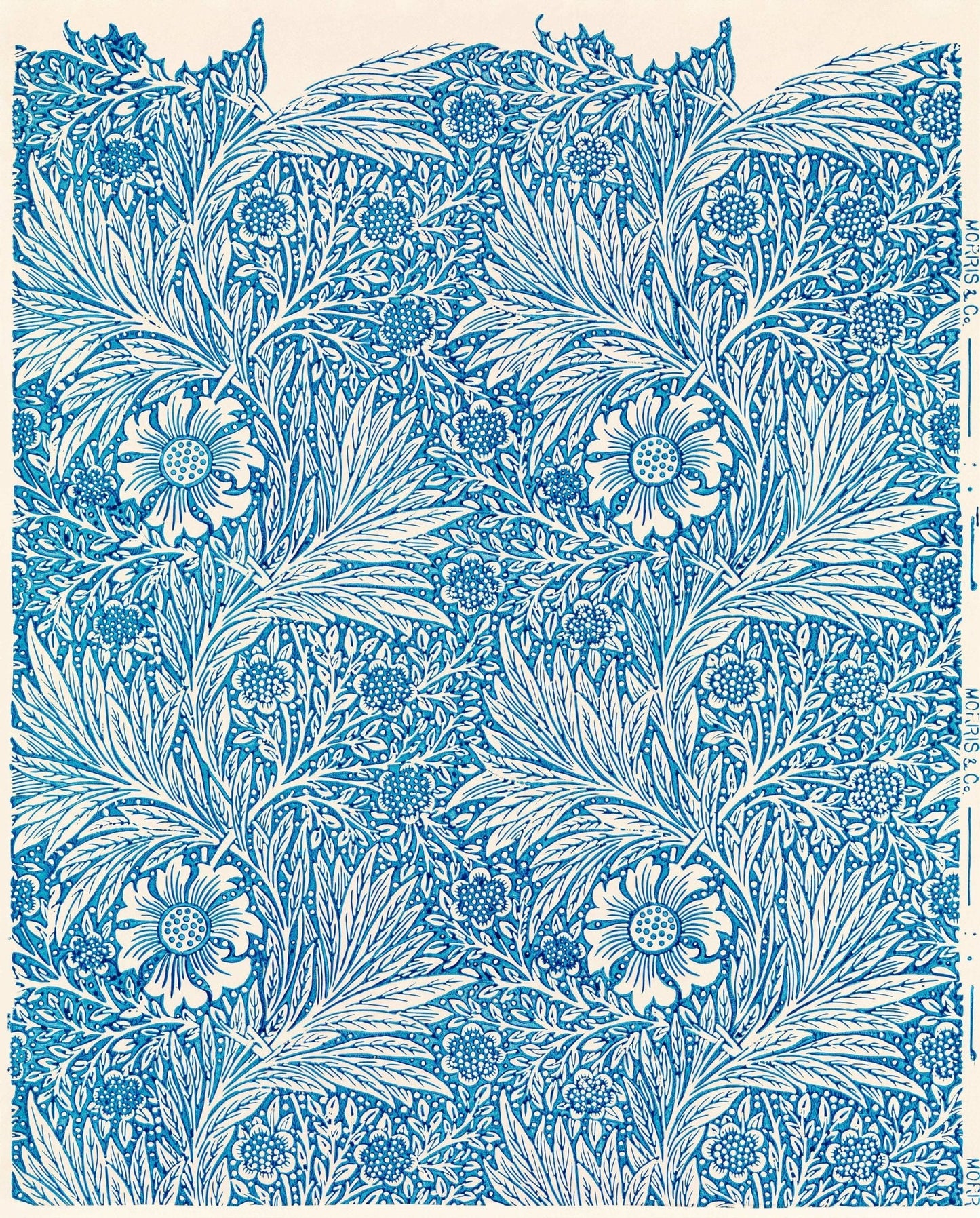 Souci bleu