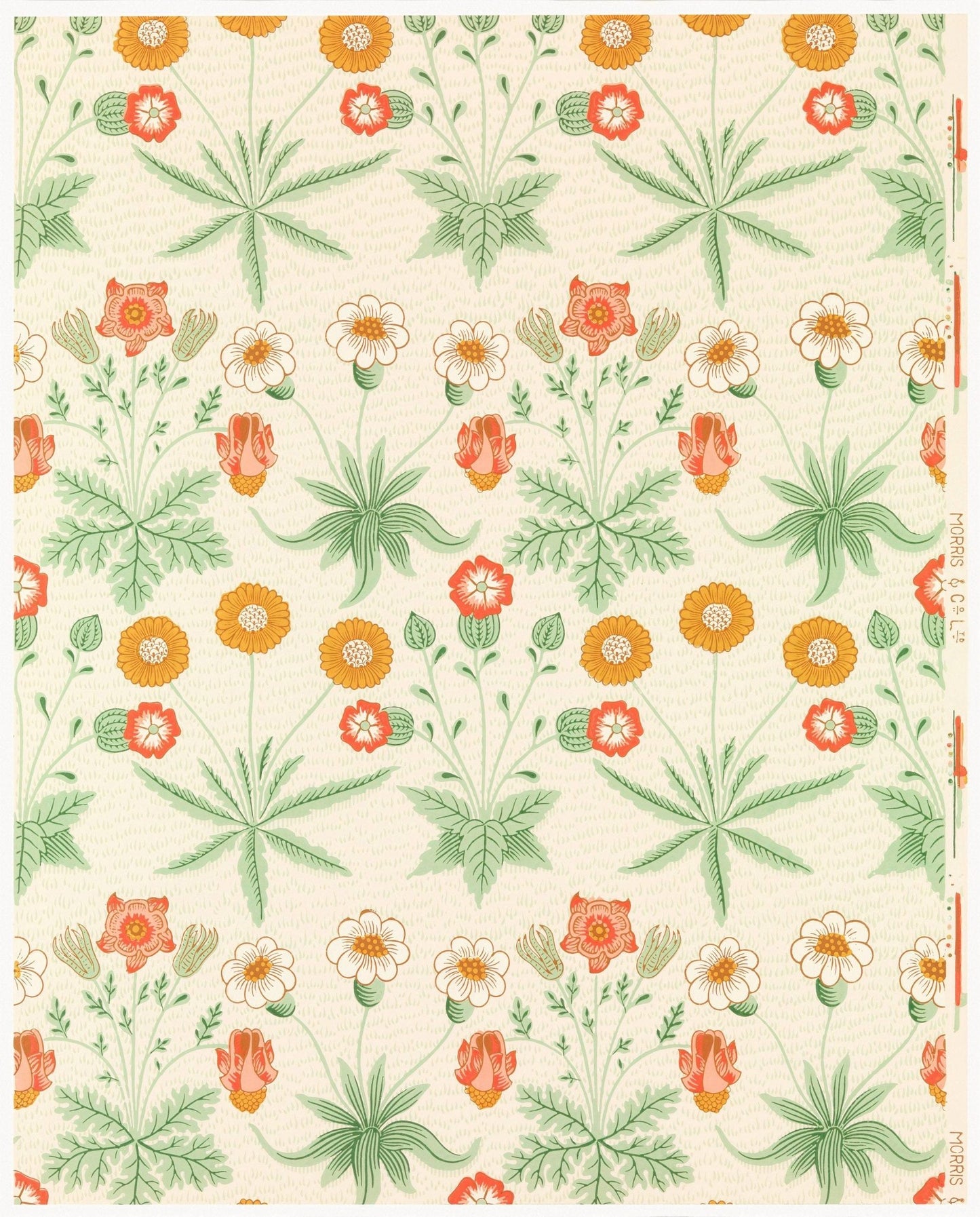 Gänseblümchen