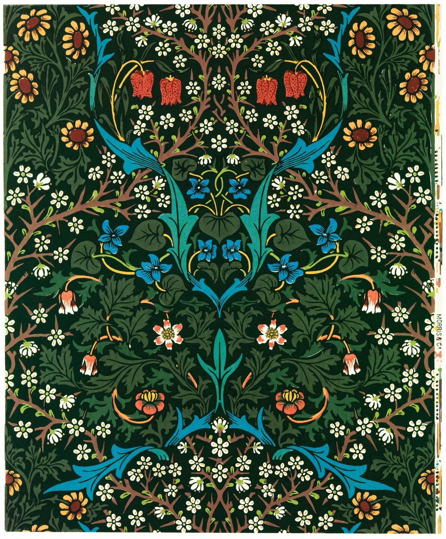 Tulipe