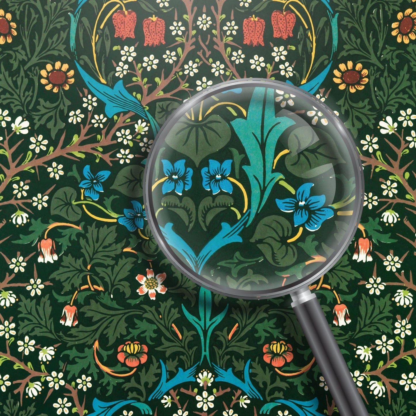 Tulipe